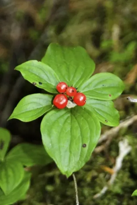 Framed Print : Temperate Rainforest Berries, Bramham Island, British Columbia, Canada