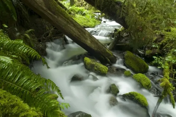 Framed Print : Temperate Rainforest Creek in Sol Duc River Drainage, Olympic National Park, Washington Framed Print : Temperate Rainforest Creek in Sol Duc River Drainage, Olympic National Park, Washington