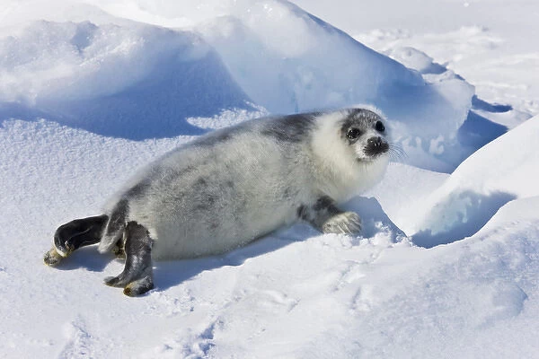 Ten-day-old harp seal pup fur starting to turn black, Iles de la Madeleine, Quebec