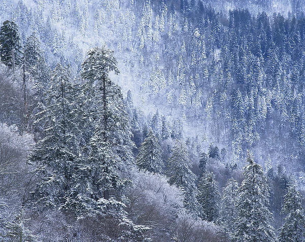 08. Tennessee, Great Smoky Mountains National Park, Snow covered trees in forest
