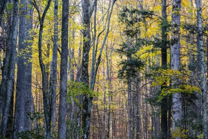 Framed Print : Tennessee, Great Smoky Mountains National Park, Roaring Fork Motor Nature Trail Framed Print : Tennessee, Great Smoky Mountains National Park, Roaring Fork Motor Nature Trail
