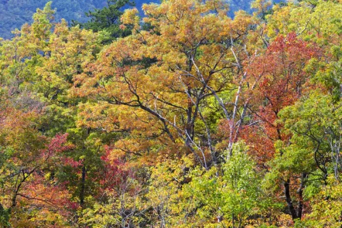 Framed Print : Tennessee, Great Smoky Mountains National Park, Roaring Fork Motor Nature Trail Framed Print : Tennessee, Great Smoky Mountains National Park, Roaring Fork Motor Nature Trail