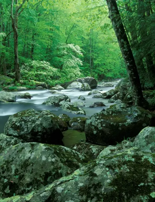 Framed Print : Tennessee, Great Smoky Mt NP, Stream at Tremont in spring