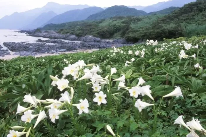 Framed Print : Teppo Yuri (Lily), Yakushima, Kagoshima, Japan Framed Print : Teppo Yuri (Lily), Yakushima, Kagoshima, Japan
