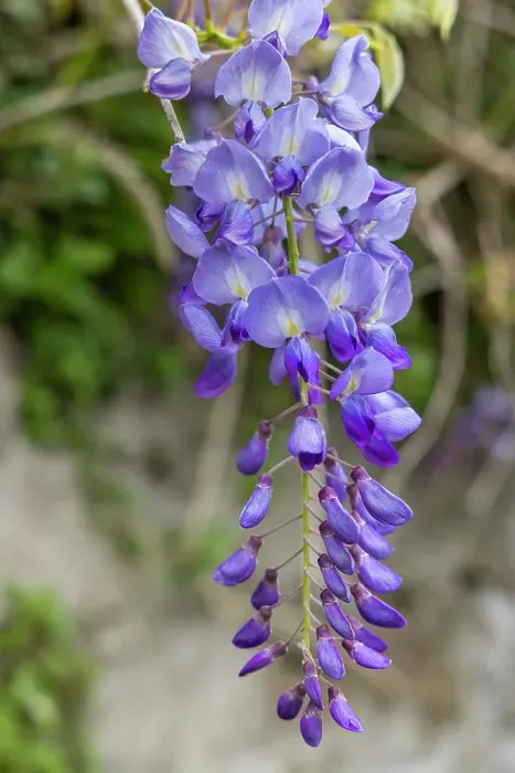 Framed Print : Terceira Island, Azores, Portugal. Purple wisteria flowers in Angra do Heroismo