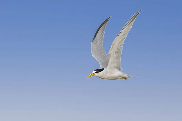 Least Tern flying, South Padre Island, Texas