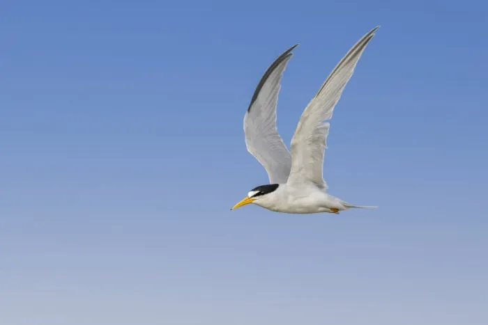 Framed Print : Least Tern flying, South Padre Island, Texas Framed Print : Least Tern flying, South Padre Island, Texas