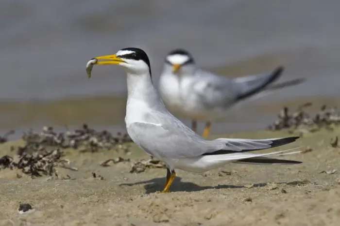 Framed Print : Least Tern (Sterna antillarum, offering fish of mate, Galveston, Texas Framed Print : Least Tern (Sterna antillarum, offering fish of mate, Galveston, Texas
