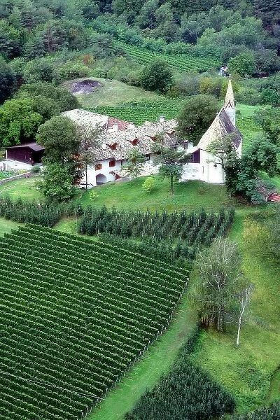 Teroldego grapes grow in a vineyard near Mezzocorona in Northern Italy