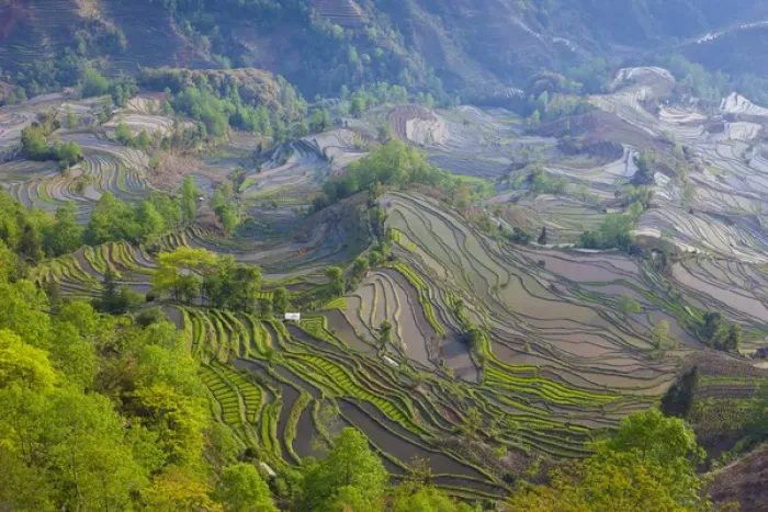 Framed Print : Terraced rice fields, Yuanyang, China Framed Print : Terraced rice fields, Yuanyang, China