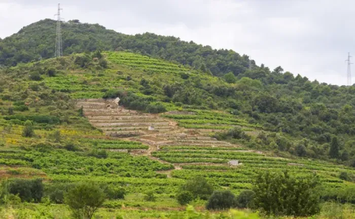 Framed Print : Terraced vineyard. Potmje village, Dingac wine region, Peljesac peninsula. Dingac village