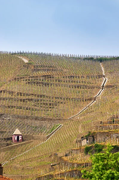 Terraced vineyards in the Cote Rotie district around Ampuis in northern Rhone planted