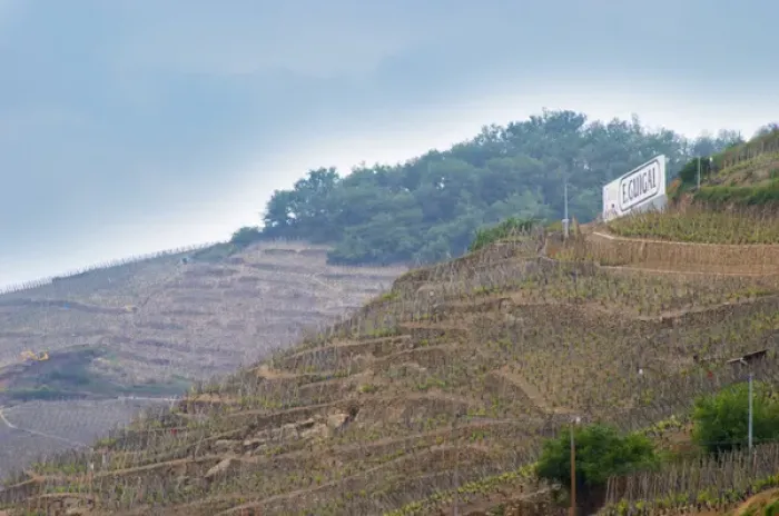 Framed Print : Terraced vineyards in the Cote Rotie district around Ampuis in northern Rhone planted Framed Print : Terraced vineyards in the Cote Rotie district around Ampuis in northern Rhone planted