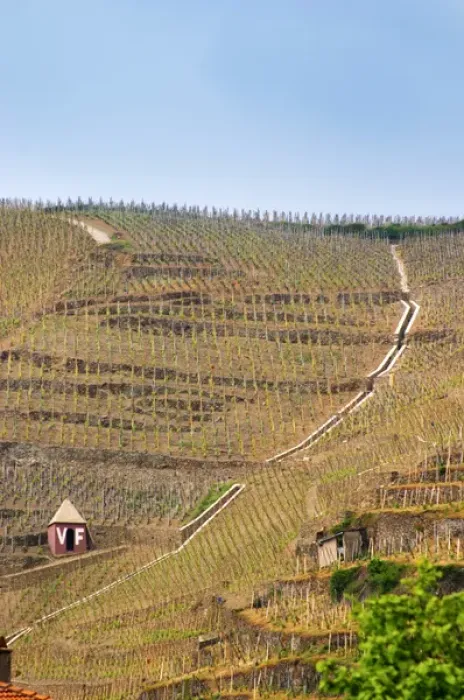 Framed Print : Terraced vineyards in the Cote Rotie district around Ampuis in northern Rhone planted Framed Print : Terraced vineyards in the Cote Rotie district around Ampuis in northern Rhone planted