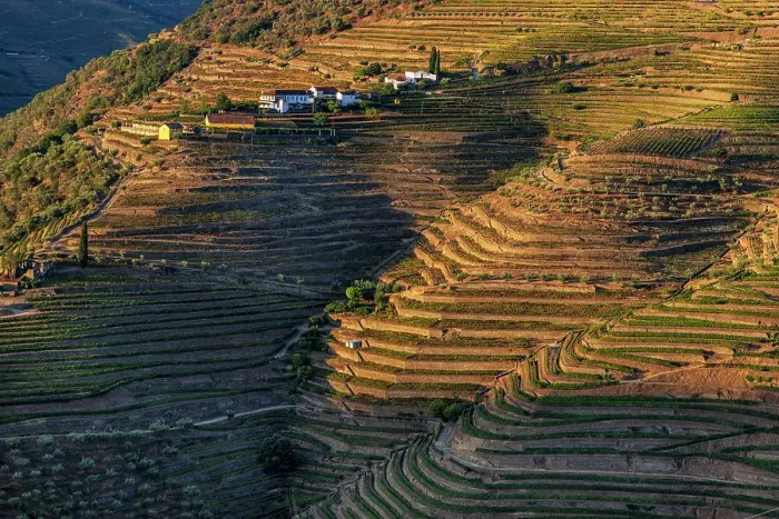 Framed Print : Terraced vineyards in the Douro Valley of Portugal
