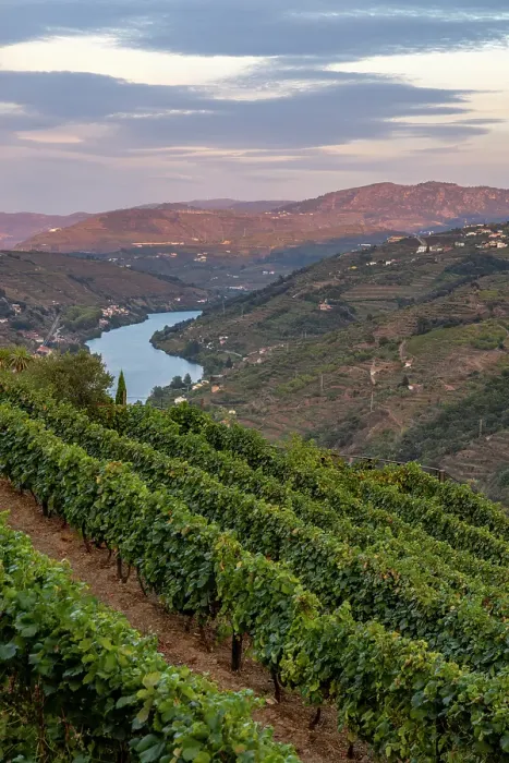 Framed Print : Terraced vineyards in the Douro Valley of Portugal