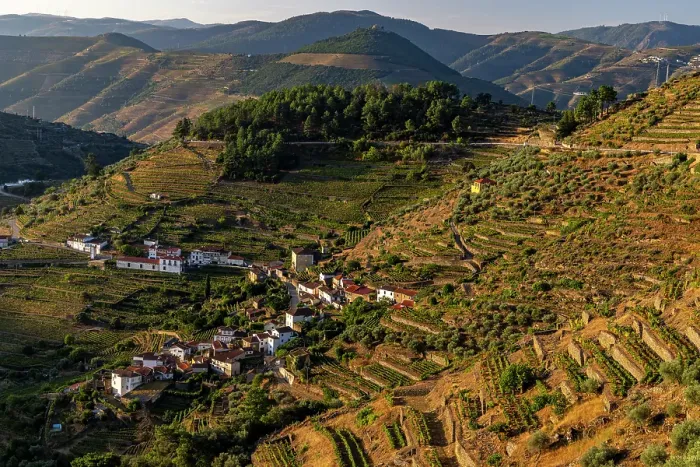 Framed Print : Terraced vineyards in the Douro Valley of Portugal Framed Print : Terraced vineyards in the Douro Valley of Portugal