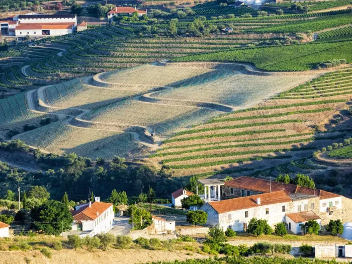 Framed Print : Terraced vineyards lining the hills of the Douro Valley Framed Print : Terraced vineyards lining the hills of the Douro Valley