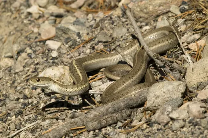 Framed Print : Terrestrial Garter Snake, Thamnophis elegans, sunning itself on a small rock pile in SW Arizona Framed Print : Terrestrial Garter Snake, Thamnophis elegans, sunning itself on a small rock pile in SW Arizona