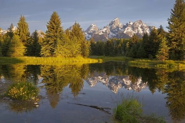 Teton Mountain reflect in backwater of Snake River at Scwabacher Landing in Grand