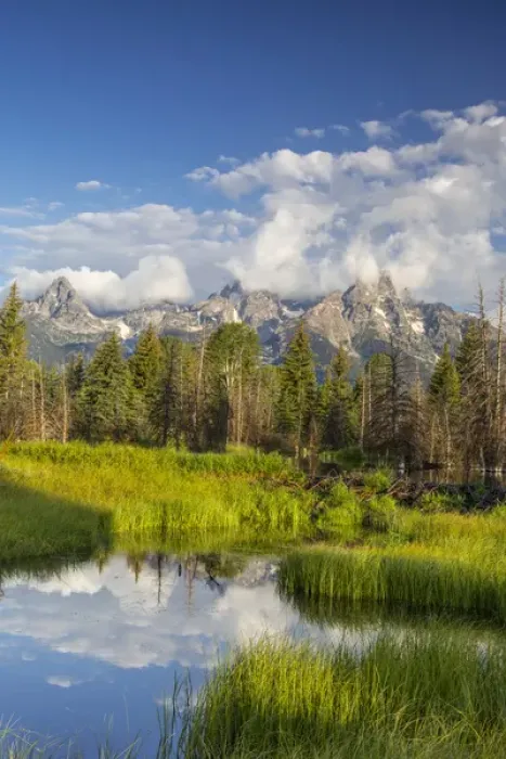 Framed Print : Teton mountains relfect in Schwabacher Landing on the Snake River in Grand Teton National Park Framed Print : Teton mountains relfect in Schwabacher Landing on the Snake River in Grand Teton National Park