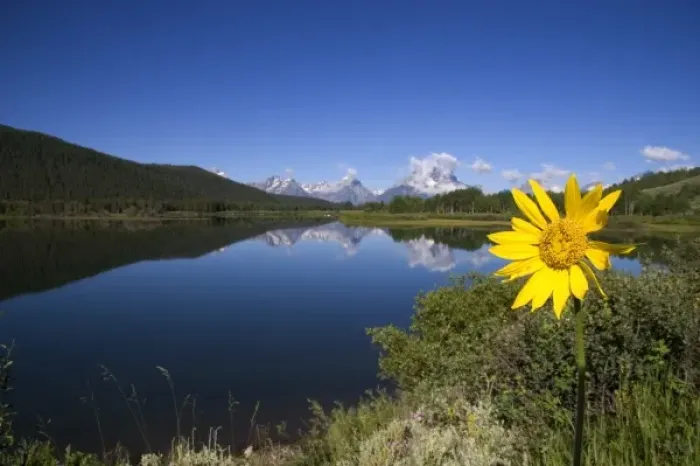 Framed Print : Teton National Park along the Snake River, Wyoming. Yellow balsam root flower in foreground Framed Print : Teton National Park along the Snake River, Wyoming. Yellow balsam root flower in foreground