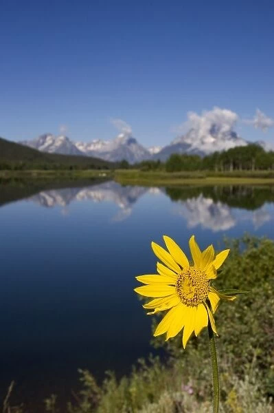 Teton National Park along the Snake River, Wyoming. Yellow balsam root flower in foreground