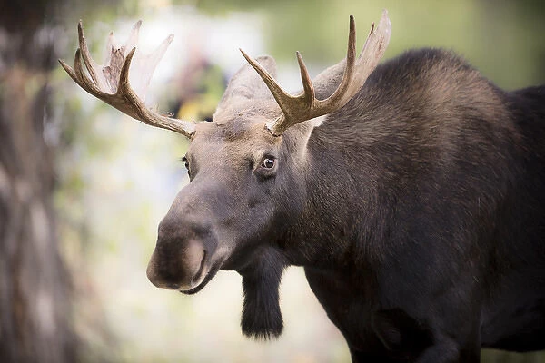 Teton National Park, Wyoming, USA. Close-up of Bull Moose