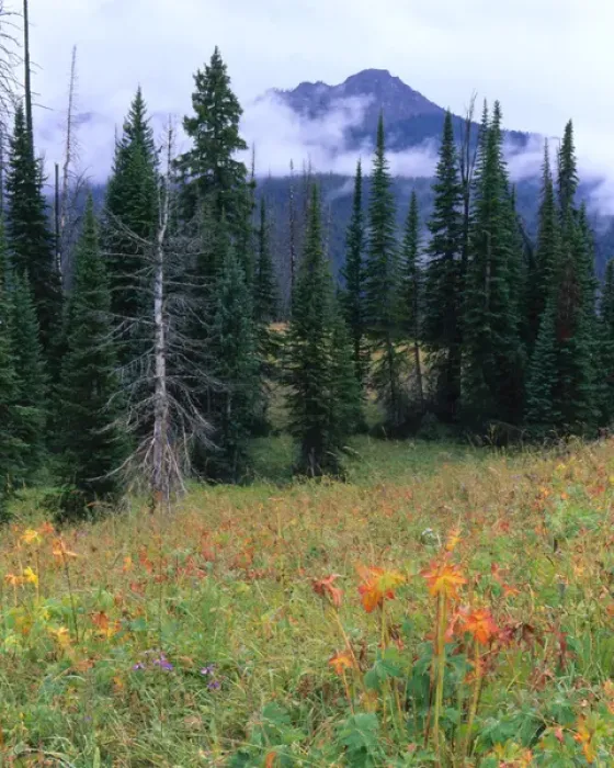 Framed Print : TETON WILDERNESS, WYOMING. USA. Meadow & conifers in autumn rain. Above North Buffalo Framed Print : TETON WILDERNESS, WYOMING. USA. Meadow & conifers in autumn rain. Above North Buffalo