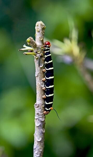 Tetrio Sphinx Caterpillar ( Pseudosphinx Tetrio )