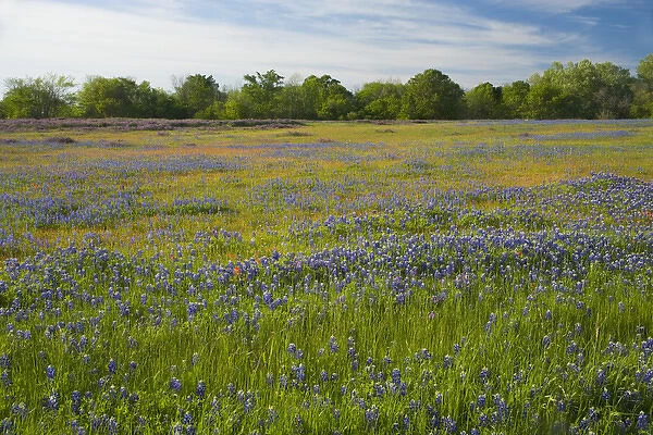 Texas Blue Bonnets, Vetch in meadow near Brenham, Texas