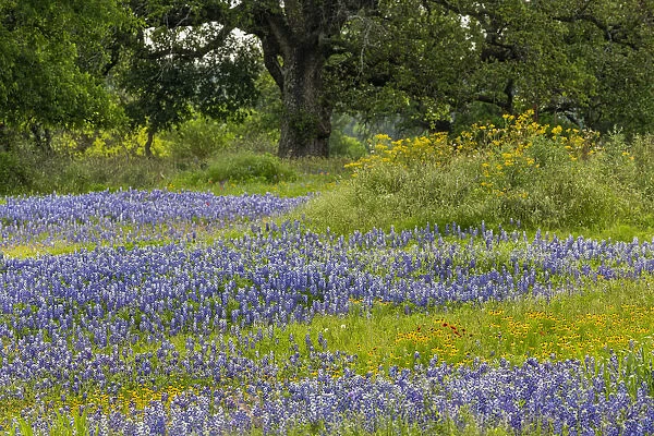 Texas bluebonnets, blanket flower and live oak in meadow, Texas Hill Country, near Marble Falls, Texas