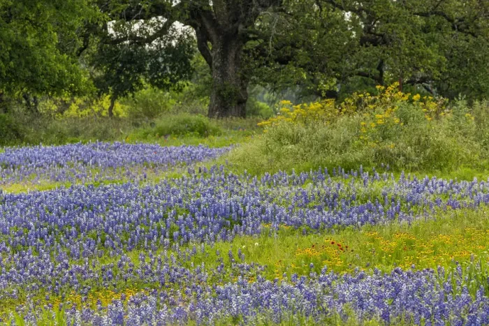 Framed Print : Texas bluebonnets, blanket flower and live oak in meadow, Texas Hill Country, near Marble Falls, Texas