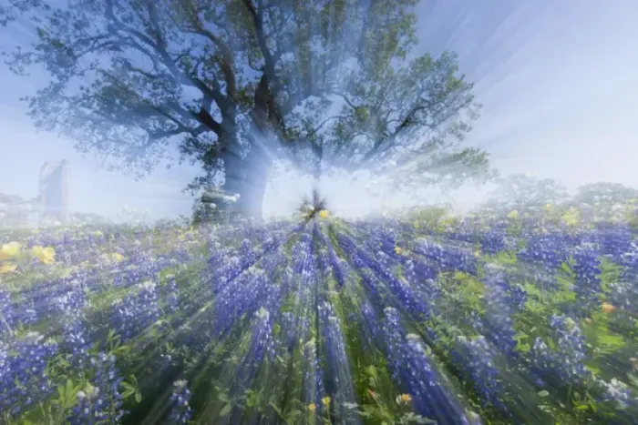Framed Print : Texas Bluebonnets (Lupinus texensis) in bloom, central Texas, spring Framed Print : Texas Bluebonnets (Lupinus texensis) in bloom, central Texas, spring
