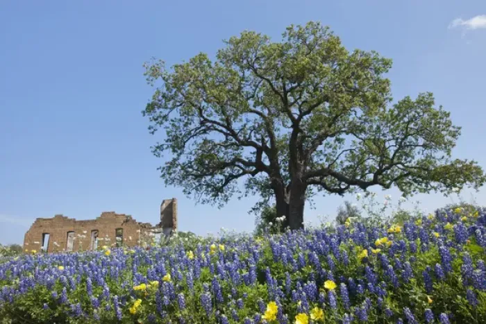 Framed Print : Texas Bluebonnets (Lupinus texensis) in bloom, central Texas, spring Framed Print : Texas Bluebonnets (Lupinus texensis) in bloom, central Texas, spring