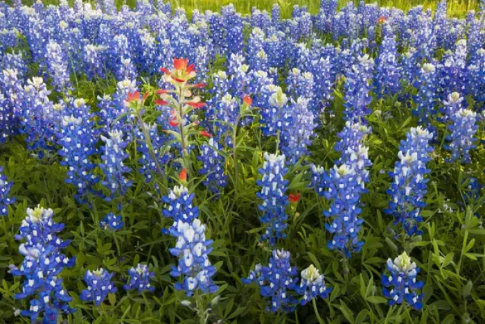 Framed Print : Texas Bluebonnets (Lupinus texensis) in bloom, central Texas, spring Framed Print : Texas Bluebonnets (Lupinus texensis) in bloom, central Texas, spring