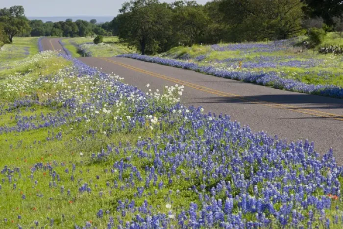Framed Print : Texas Bluebonnets (Lupinus texensis) in bloom, central Texas, spring