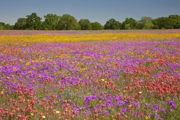 Texas Hill Country, USA. A large field of Texas wildflowers, including paintbrush