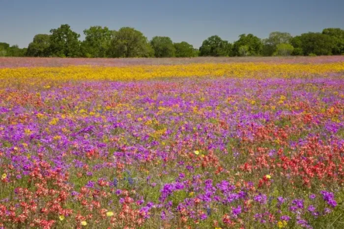 Framed Print : Texas Hill Country, USA. A large field of Texas wildflowers, including paintbrush Framed Print : Texas Hill Country, USA. A large field of Texas wildflowers, including paintbrush