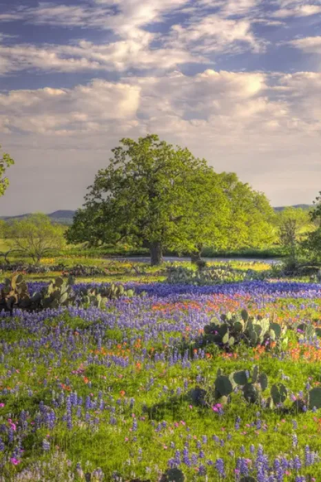 Framed Print : Texas Hill Country, USA, North America. Lone oak standing in field of Wildflowers Framed Print : Texas Hill Country, USA, North America. Lone oak standing in field of Wildflowers