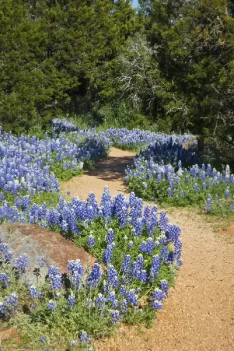 Framed Print : Texas Hill Country, USA. Trail leading through the Texas Bluebonnets Framed Print : Texas Hill Country, USA. Trail leading through the Texas Bluebonnets