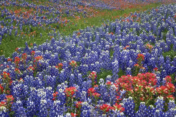 Texas Hill Country wildflowers, along the 16-mile Willow City Loop between Fredericksburg