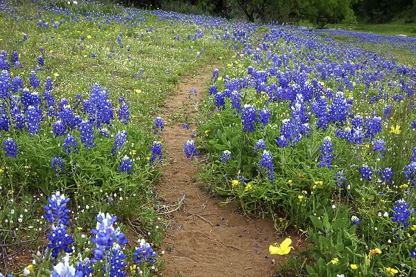 Texas Hill Country wildflowers, along the 16-mile Willow City Loop between Fredericksburg