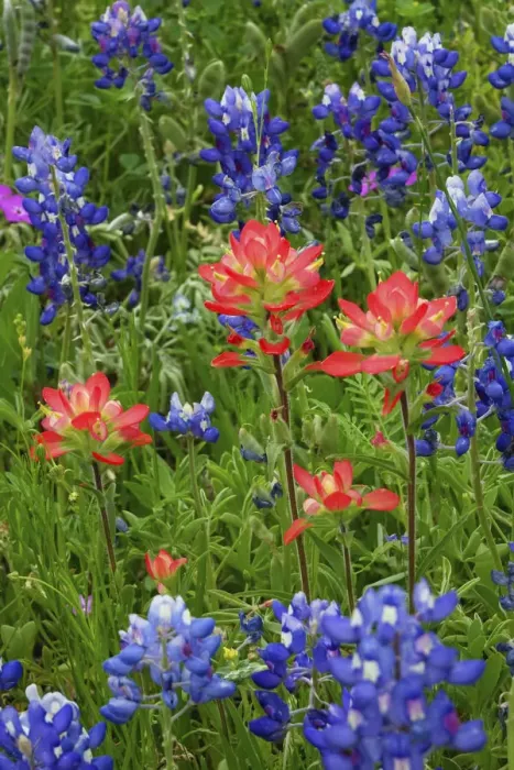 Framed Print : Texas Hill Country wildflowers, along the 16-mile Willow City Loop between Fredericksburg Framed Print : Texas Hill Country wildflowers, along the 16-mile Willow City Loop between Fredericksburg