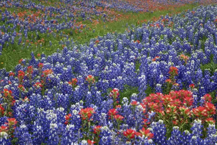 Framed Print : Texas Hill Country wildflowers, along the 16-mile Willow City Loop between Fredericksburg