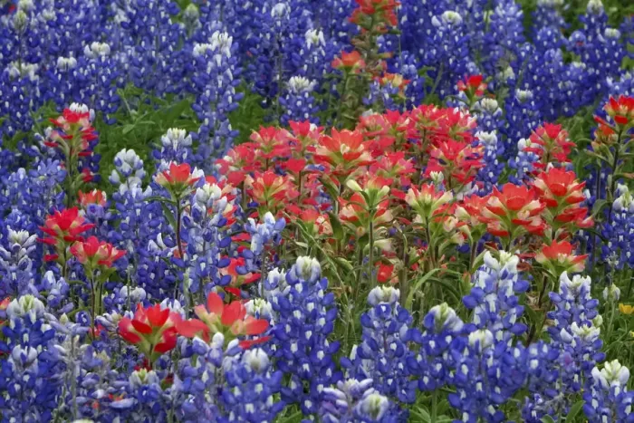 Framed Print : Texas Hill Country wildflowers, along the 16-mile Willow City Loop between Fredericksburg and Llano Framed Print : Texas Hill Country wildflowers, along the 16-mile Willow City Loop between Fredericksburg and Llano