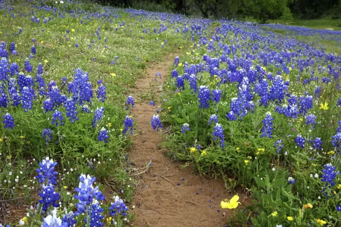 Framed Print : Texas Hill Country wildflowers, along the 16-mile Willow City Loop between Fredericksburg Framed Print : Texas Hill Country wildflowers, along the 16-mile Willow City Loop between Fredericksburg