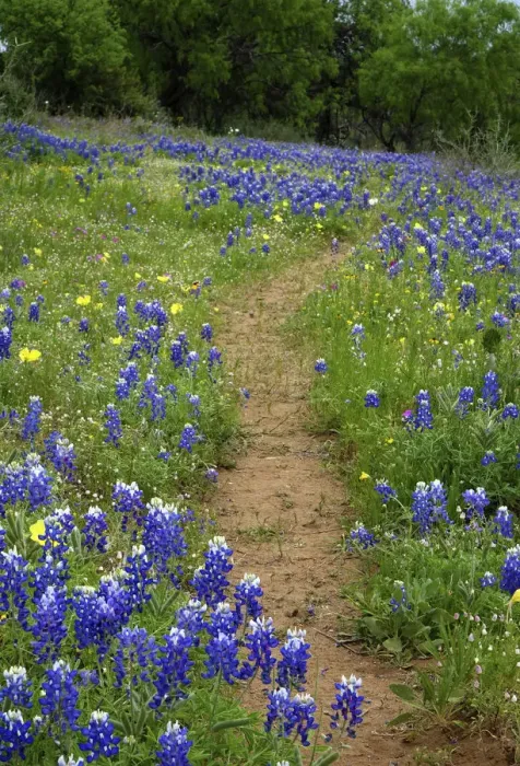 Framed Print : Texas Hill Country wildflowers, along the 16-mile Willow City Loop between Fredericksburg