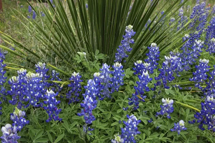 Framed Print : Texas Hill Country wildflowers, along the 16-mile Willow City Loop between Fredericksburg and Llano Framed Print : Texas Hill Country wildflowers, along the 16-mile Willow City Loop between Fredericksburg and Llano