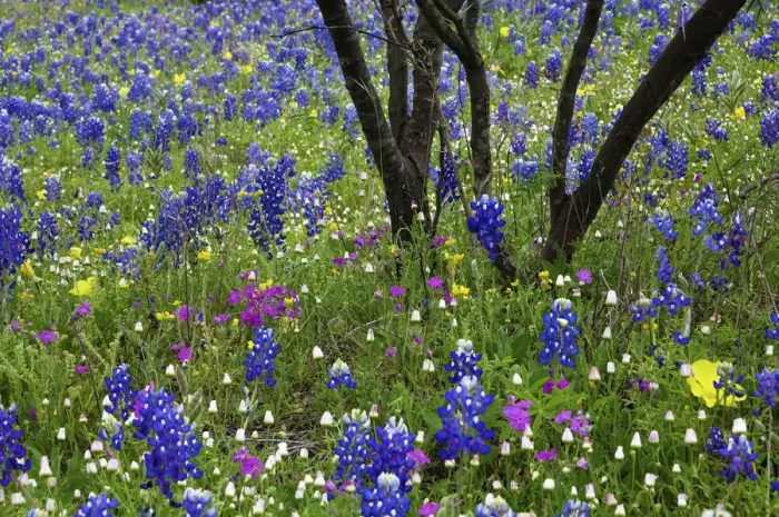 Framed Print : Texas Hill Country wildflowers, along the 16-mile Willow City Loop between Fredericksburg and Llano Framed Print : Texas Hill Country wildflowers, along the 16-mile Willow City Loop between Fredericksburg and Llano